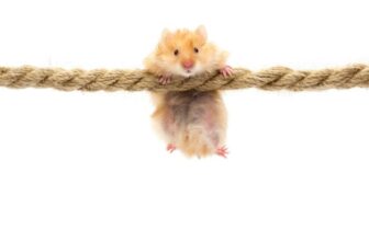 Hamsterkauf