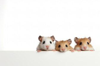 Hamsterrassen