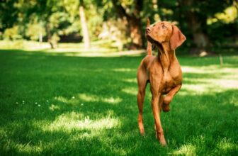 Magyar Vizsla: Steckbrief, Charakter & Haltung