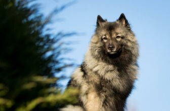 Wolfsspitz: Steckbrief, Charakter & Haltung