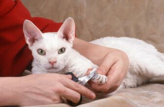 Krallenpflege bei Katzen – das 1×1