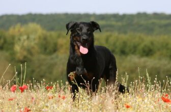 Beauceron: Steckbrief, Haltung & Erziehung