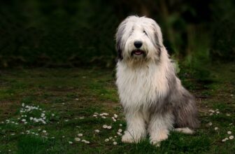 Bobtail: Steckbrief, Haltung & Erziehung