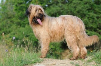 Briard: Steckbrief, Haltung & Erziehung