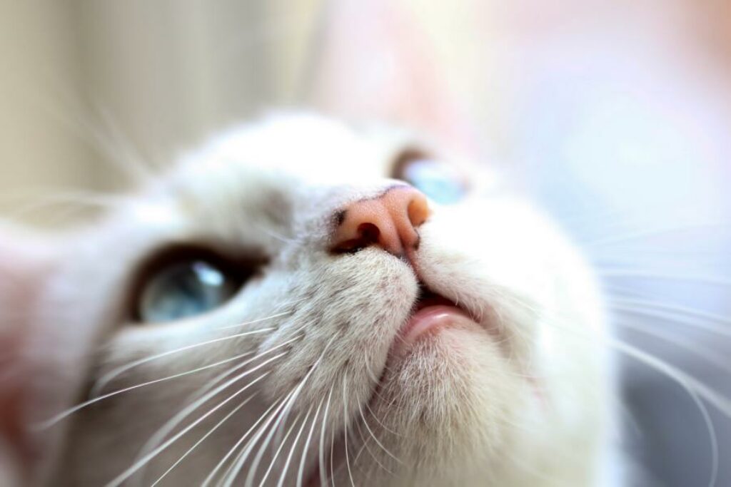 Welchen Geruch mögen Katzen nicht? BerufungTier.de Tierblog