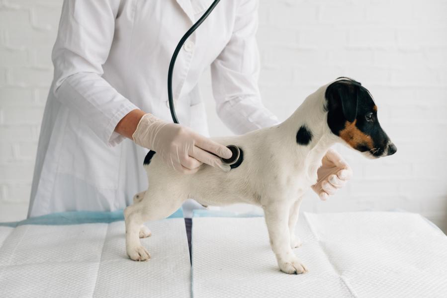 Krankenversicherung Für Den Hund - BerufungTier.de -Tierblog