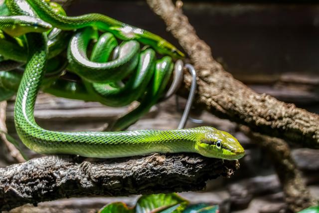 Grüne Mamba im Terrarium