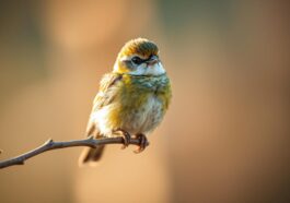 kleinster vogel der welt