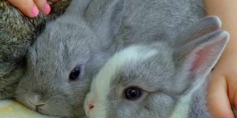 Schwierige Kaninchen vergesellschaften – Teil 3