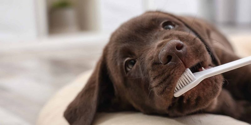 Zahngesundheit bei Hunden