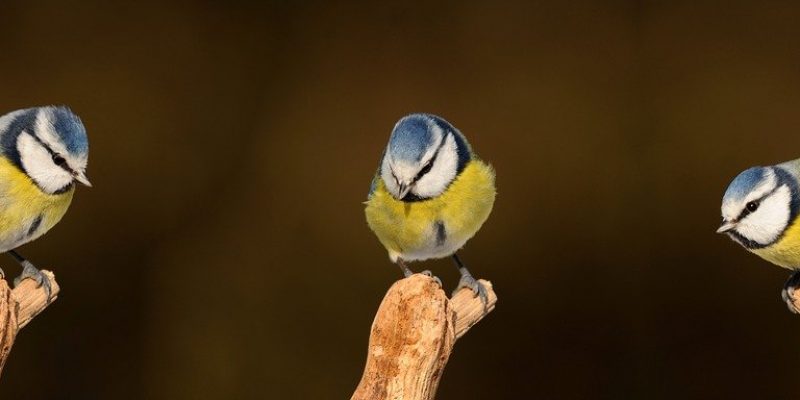 Blaumeise