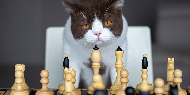 Brettspiele mit Tieren – 5 Tipps