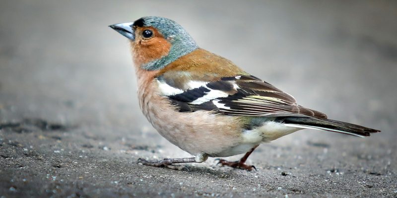 Buchfink