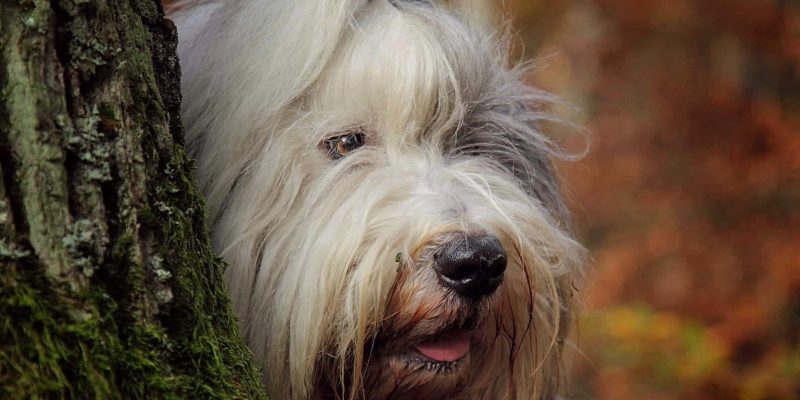 Bobtails im Rasseportrait