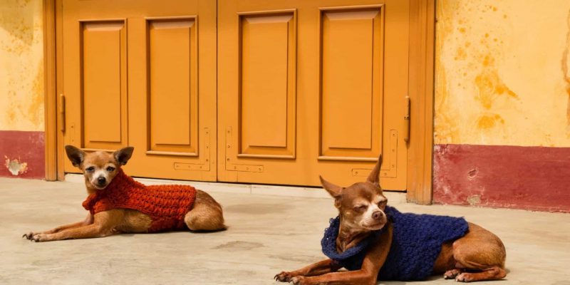 Interessantes über Deutsche Pinscher