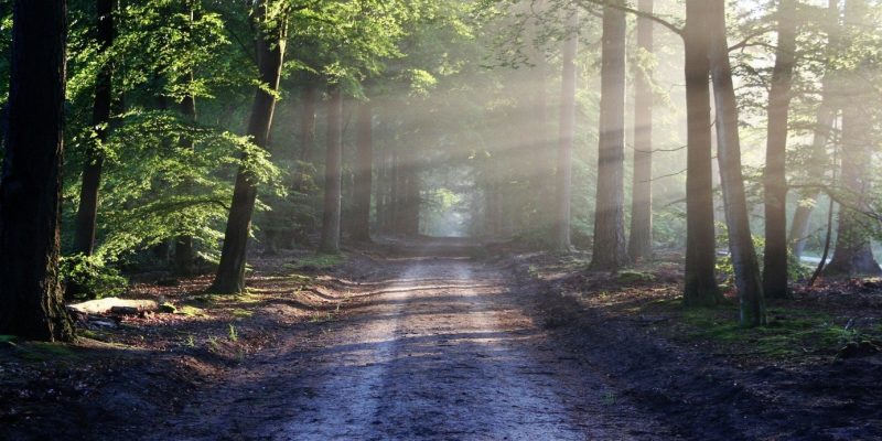 Entdeckungsreise durch den Wald – Tiere, Berufe und Hobbys