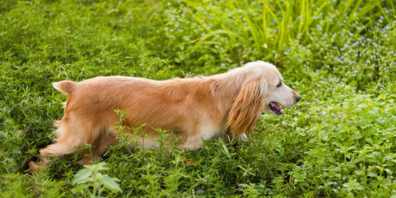 English Cocker Spaniel