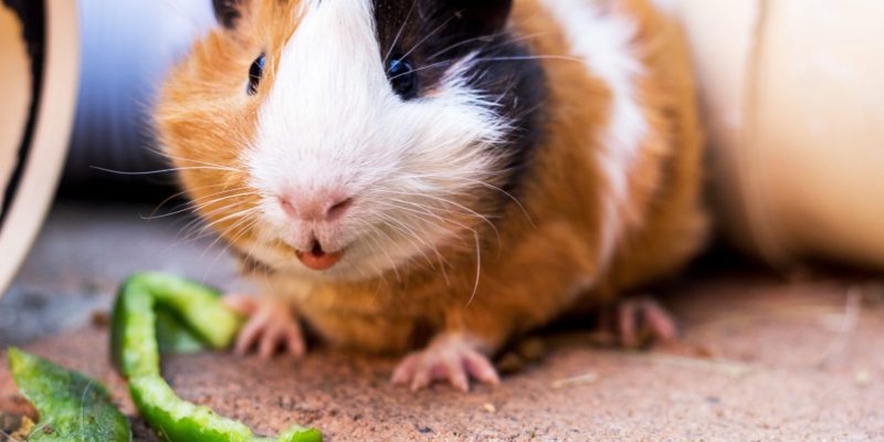Meerschweinchen Namen – Ideen für tolle Namen