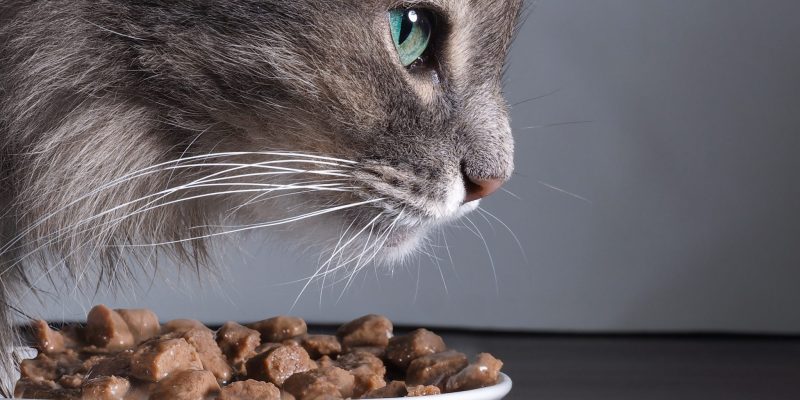 Was fressen Katzen? Katzen richtig füttern!