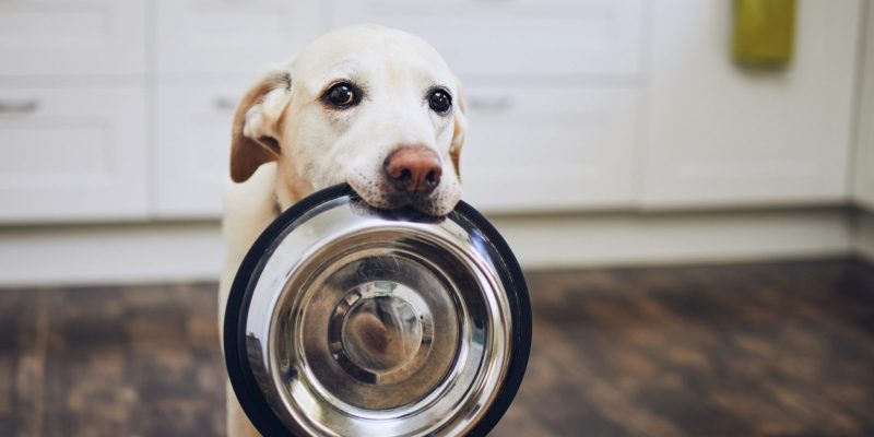 Gesundes Hundefutter – Was sollten Hunde fressen?