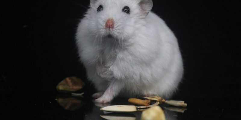 Mein Hamster verliert Fell – Was tun bei Haarausfall?