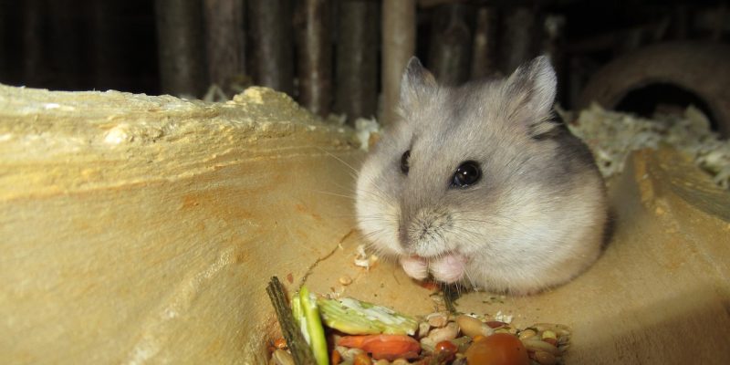 Dürfen Hamster Gurke essen?