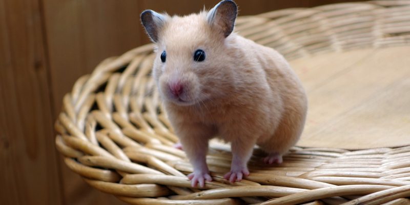 Dürfen Hamster Himbeeren essen?