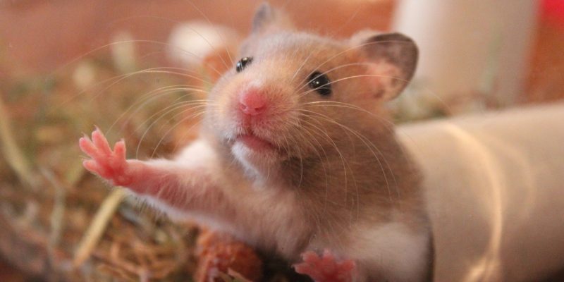 Dürfen Hamster Karotten essen?