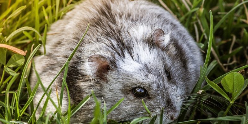 Dürfen Hamster Petersilie essen?
