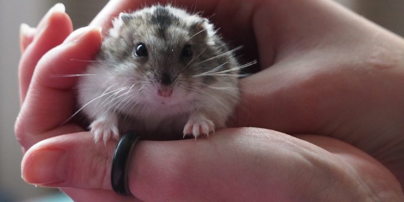 Dürfen Hamster Salat essen?