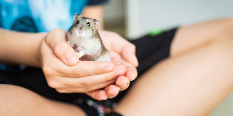 Dürfen Hamster Tomaten essen?