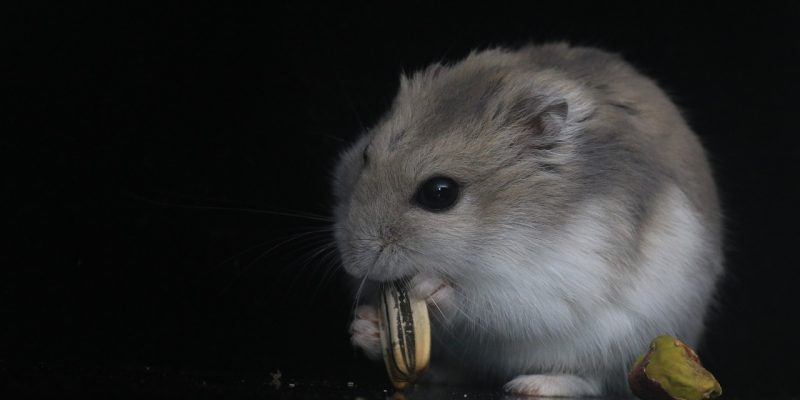 Dürfen Hamster Wassermelone essen?