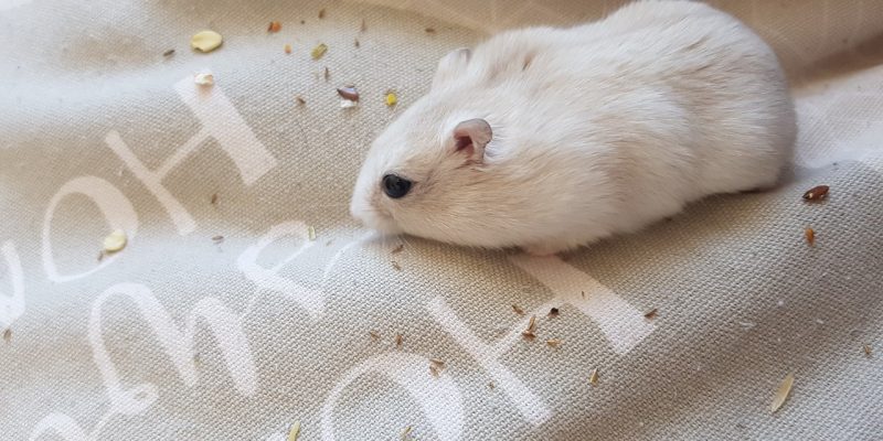 Dürfen Hamster Bananen essen?