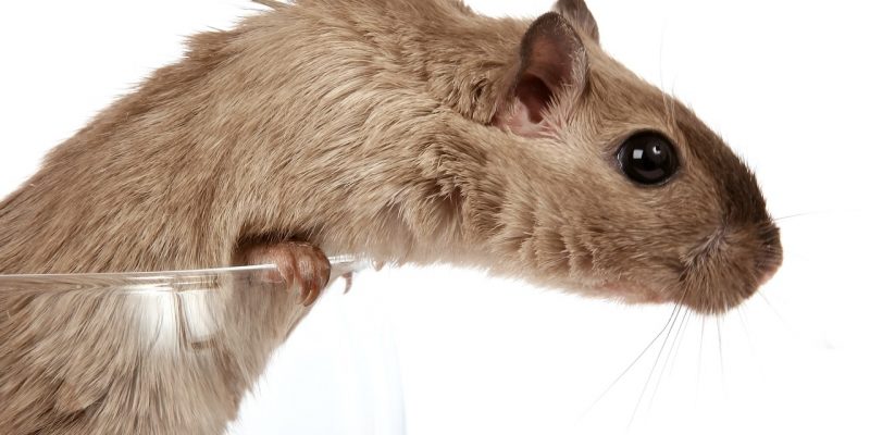 Dürfen Hamster Blaubeeren essen?