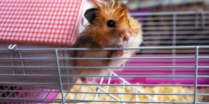 Hamster knabbert am Gitter