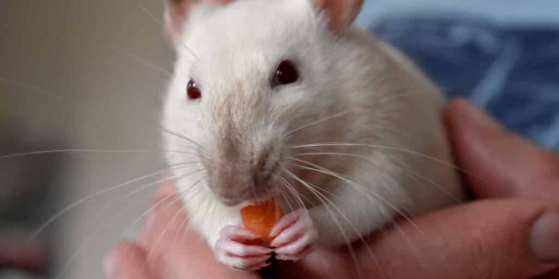 Ratte hat Tumor – was tun?