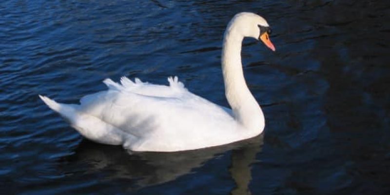 Höckerschwan