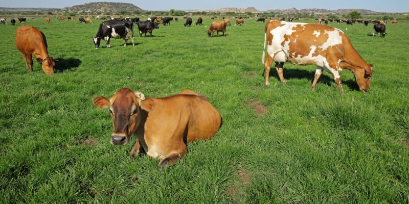 Interessantes über Holstein Rinder