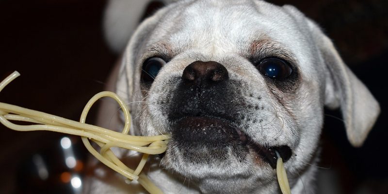Dürfen Hunde Nudeln essen?