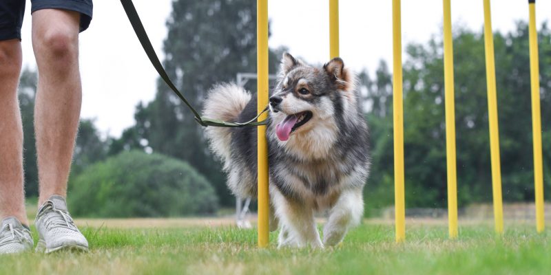 So bleibt Ihr Hund gesund – 5 Tipps