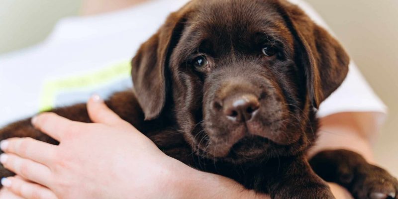 Welpe oder erwachsener Hund – So triffst du die richtige Wahl