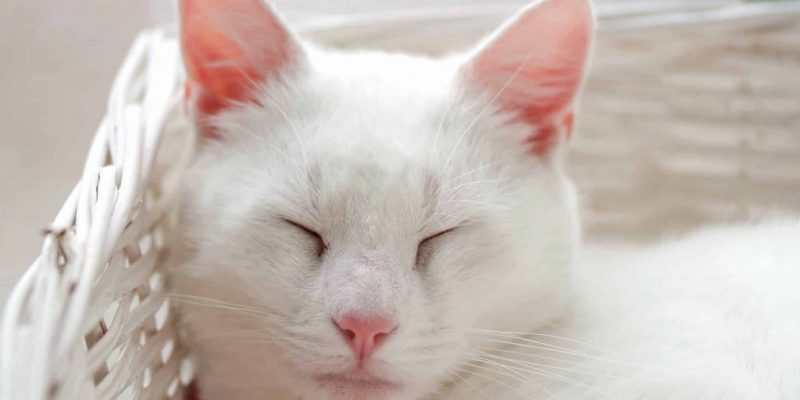 Die Besonderheit von weißen Katzen