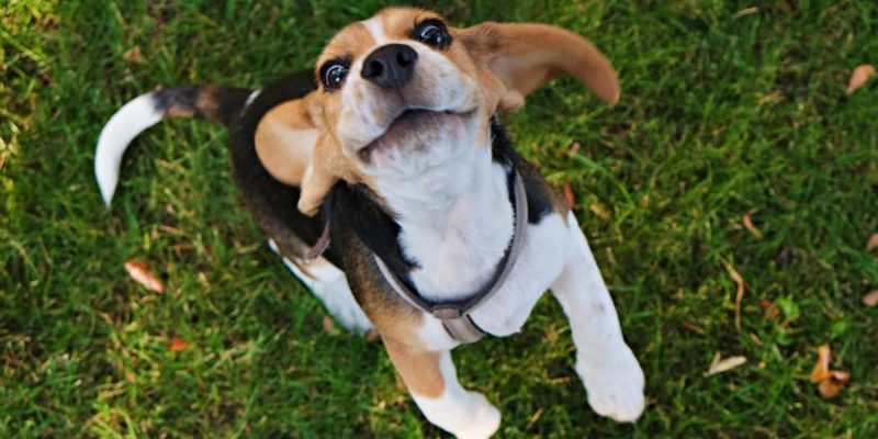 Der Beagle – Treuer Begleiter für die ganze Familie