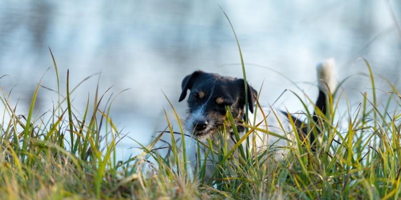 Hund frisst Gras – was tun?