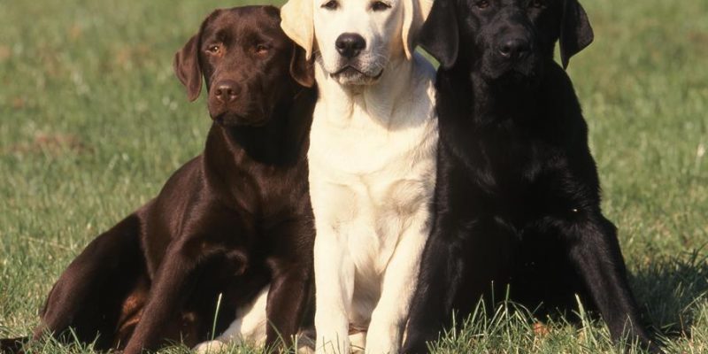 Labrador – Unabhängiger Jäger und Familienfreund in Union