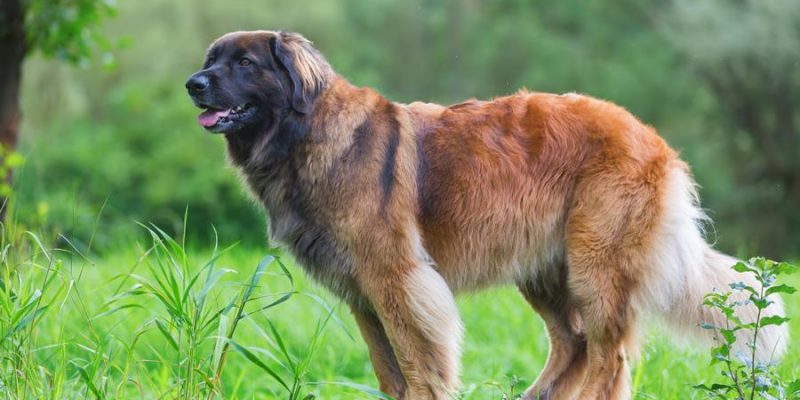 Leonberger – Sanfter Riese mit großem Herz