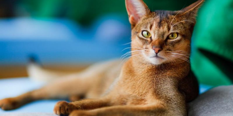 Abessinier Katze: Charakter, Haltung & Pflege