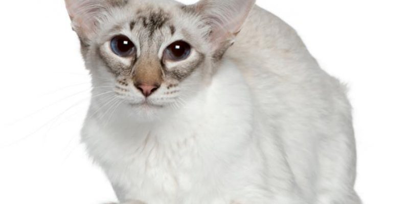 Balinese Katzen: Haltung & Pflege