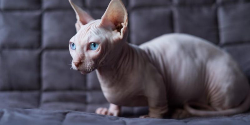 Bambino Katze: Steckbrief, Verhalten & Pflege
