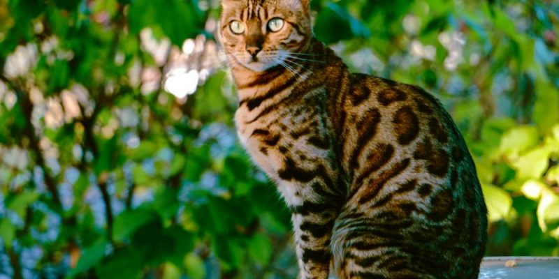 Bengal Katze: Charakter, Haltung & Pflege